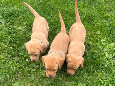 Purebred Award Winning IKC Registered Golden Labrador puppies *only 4 Left*